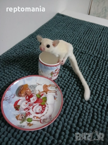 Захарна катеричка летяща торбеста катерица