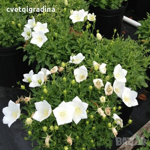 Campanula carpatica white (Бяла кампанула Карпатика)