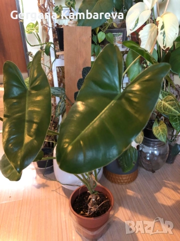 Philodendron Burle Marx 