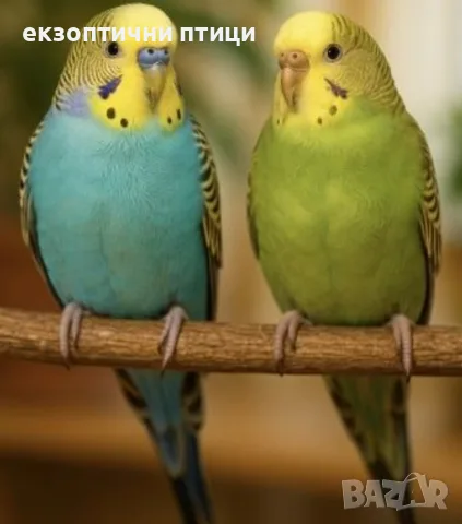 Продавам 70 бр Вълнисти 