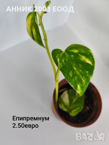 Стайни цветя , снимка 14 - Стайни растения - 55055266