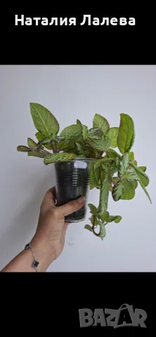Еписция, episcia Silver sheen, снимка 3 - Стайни растения - 55612898