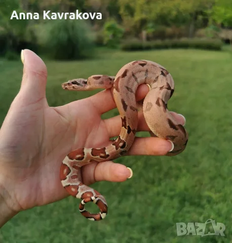 Boa constrictor imperator /боа/змия, снимка 2 - Змии - 55589778