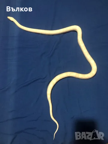 царевичен смок - pantherophis guttatus 