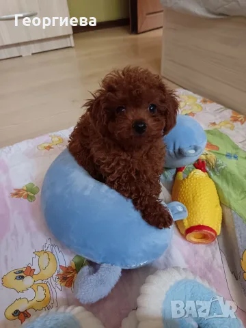 Пудел той/Poodle toy 