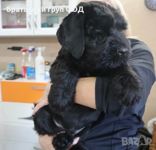Черен Руски териер, снимка 4 - Други - 54424711
