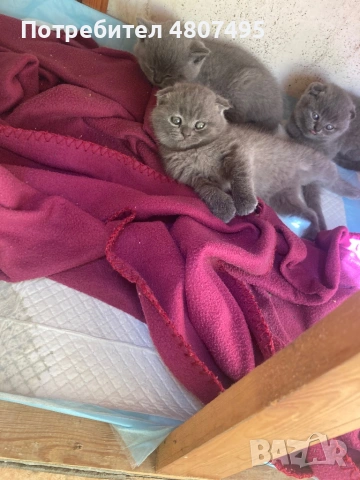 Продавам шотландски клепоухи малки котенца 😻