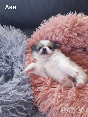 ШЕПИЧКА ЛЮБОВ, снимка 8 - Померан - 54100261