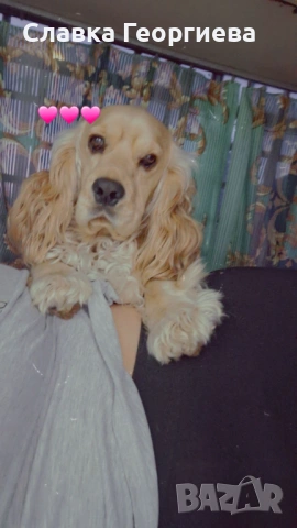 Английски Кокер шпаньол , снимка 3 - Търси партньор - 53963879