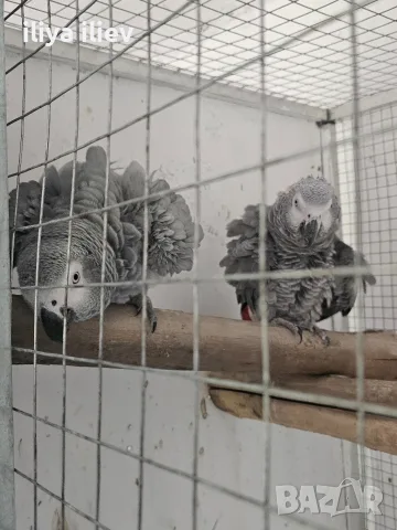 Двойка кралско жако , снимка 2 - Папагали - 55320861