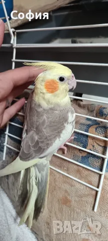 Продам папагали корели, снимка 2 - Папагали - 55666380