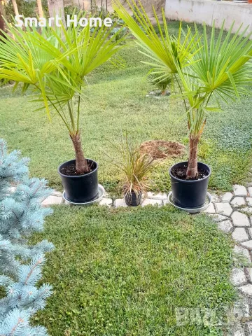 Палми Трахикарпус ! Trachycarpus palms, снимка 2 - Градински цветя и растения - 55645502