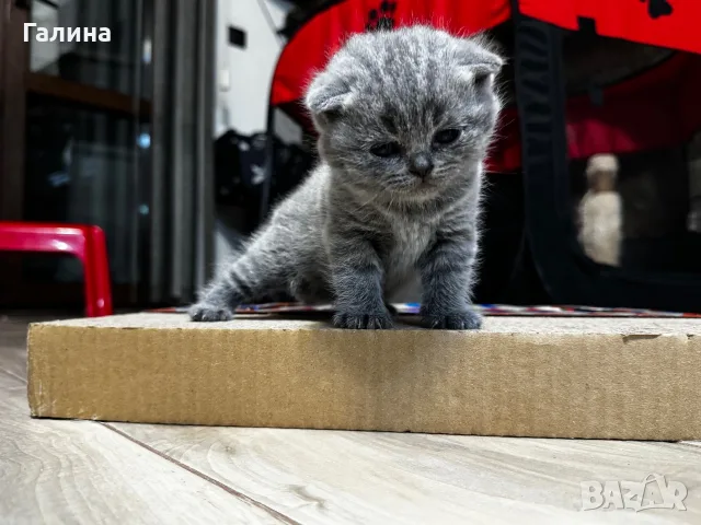 британски чистокръвни,късокосмеати котета , снимка 6 - Британска късокосместа - 55568106