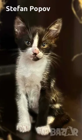Подарявам малки котенца