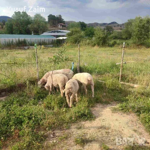 Продавам овце Ил дьо франс, снимка 3 - Овце - 55590526
