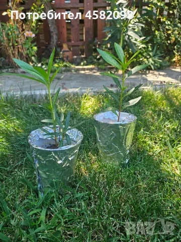 Олеандър (зокум, лян, Nerium oleander)