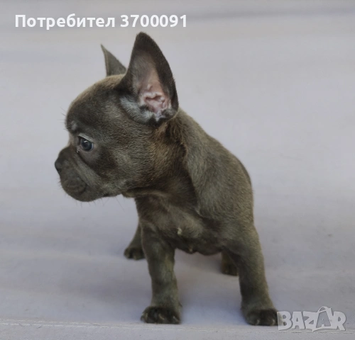 френски булдог , снимка 2 - Френски булдог - 54994043