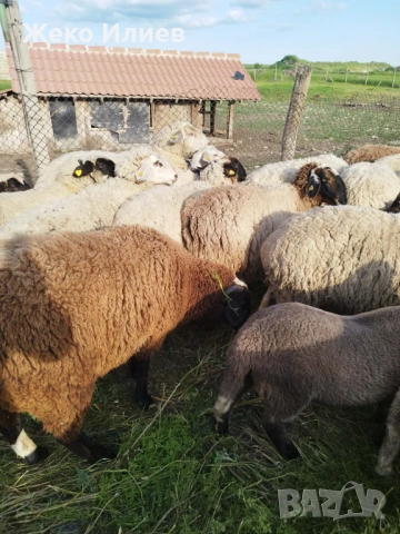 продавам коч и овца за клане, снимка 6 - Овце - 54640881