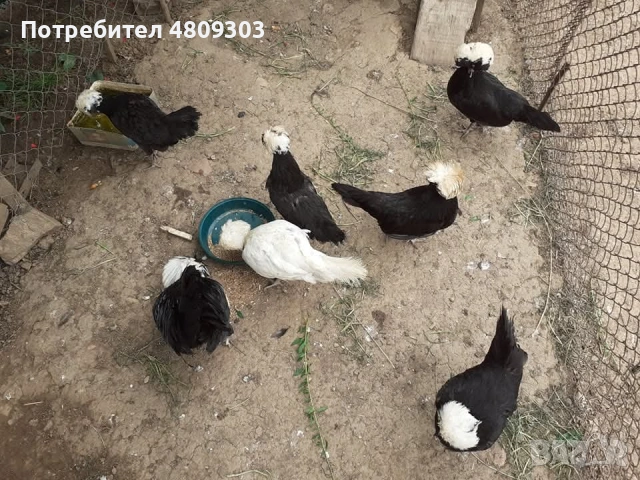 Селски кокошки, снимка 16 - Кокошки и пуйки - 54326302