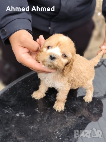 Кокер шпаньол , снимка 4 - Кокер шпаньол - 54116153