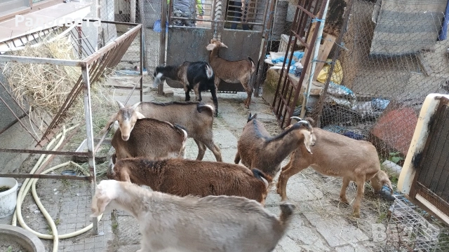 Ярета , снимка 2 - Кози - 54895858
