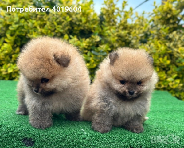 Малки померанчета , снимка 9 - Померан - 54754572