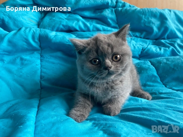 Британско късокосместо коте, снимка 4 - Британска късокосместа - 54629905