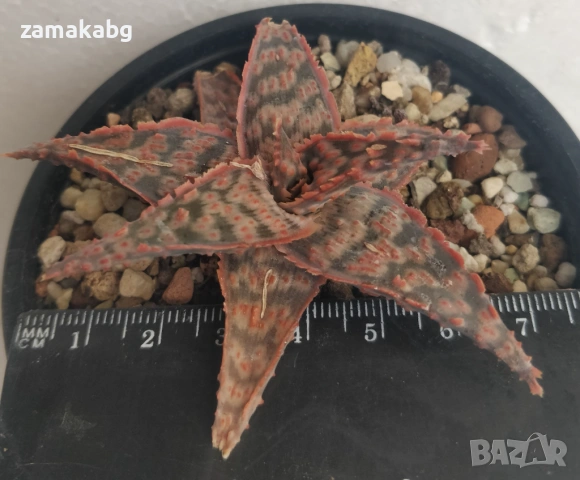 Алое (Aloe cv Christmas Carol), сукулентно растение