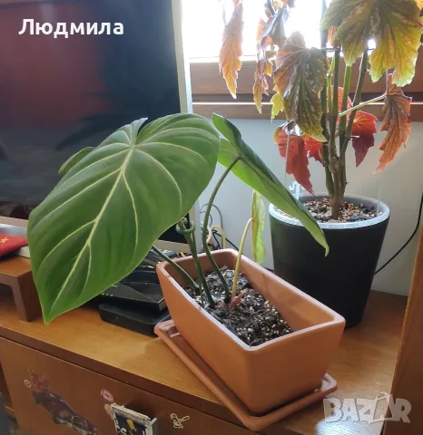 Филодендрон 'Глориозум Зебра' / Philodendron gloriosum zebra, снимка 2 - Стайни растения - 55607037