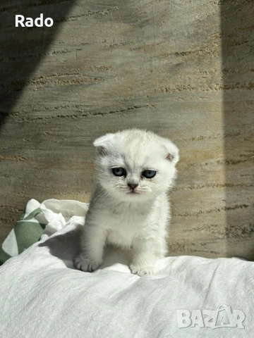 Клепоухи сребърни чинчили, снимка 6 - Чинчили - 54220677