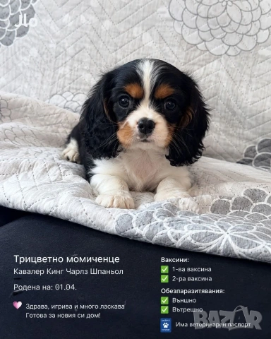 кавалер кинг чарлз шпаньол , снимка 2 - Кавалер кинг чарлз шпаньол - 54053774