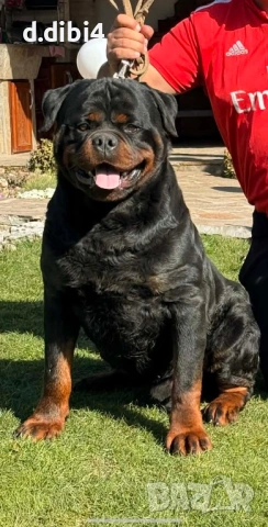 Мъжки ротвайлер за разплод