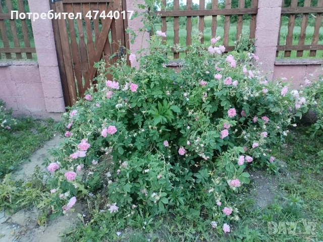 Пресен Цвят От Маслодайна Роза Дамасцена , снимка 5 - Градински цветя и растения - 54664138
