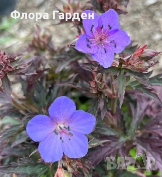 МНОГОГОДИШНИ ЦВЕТЯ