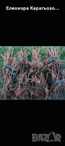 Разсад малини, снимка 6 - Разсади - 53958283