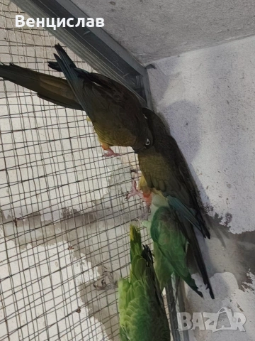 продавам папагали 