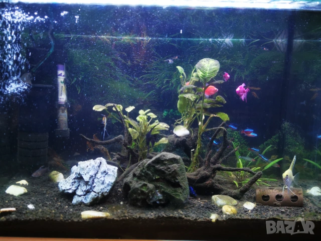 Аквариум 60 л, снимка 3 - Аквариуми - 54184581
