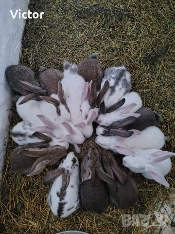 2 месечни зайци смесена порода!, снимка 2 - Декоративни зайчета - 54089961