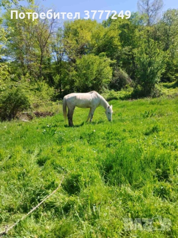 Продавам кобила, снимка 4 - Коне - 54337331