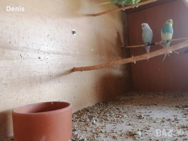 Вълнисти папагали и други , снимка 5 - Папагали - 54879174