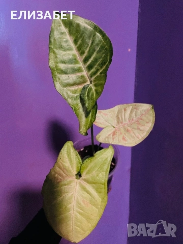 Singonium tricolior