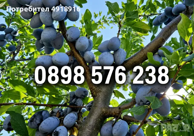 Продавам Сини сливи сорт Стенлей - 0.40 €