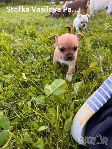 Продавам чихита, снимка 9 - Чихуахуа - 54331324