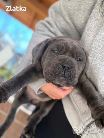 Кане корсо, снимка 4 - Кане корсо - 54104454