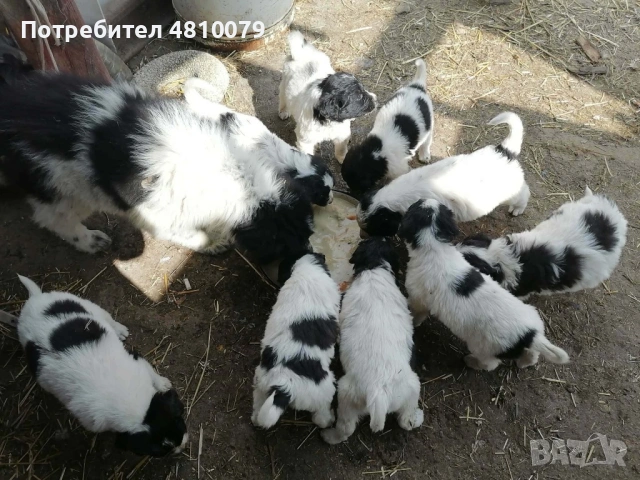 Каракачански овчарки, снимка 4 - Каракачанска овчарка - 54334444