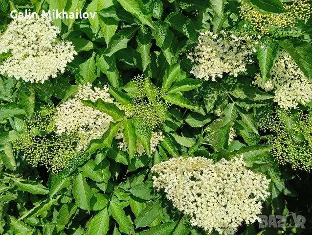 цвят Бъз, лозови листа , череши, бял равнец, снимка 5 - Домашни продукти - 54757299
