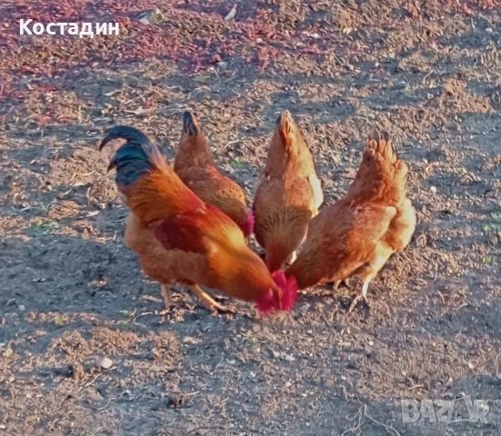 кокошки, снимка 2 - Кокошки и пуйки - 54862197
