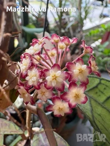 Hoya Хоя Gunung Gading 