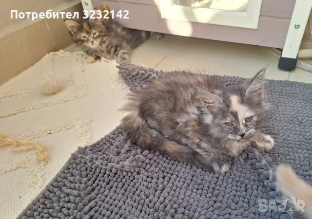 Котенца Мейн Куун , снимка 2 - Мейн кун - 55512481