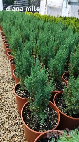 Хвойна Стрикта, Juniperus Stricta!!!, снимка 8 - Градински цветя и растения - 55190258